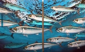 Mackerel