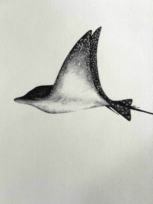 Spotted Eagle Ray